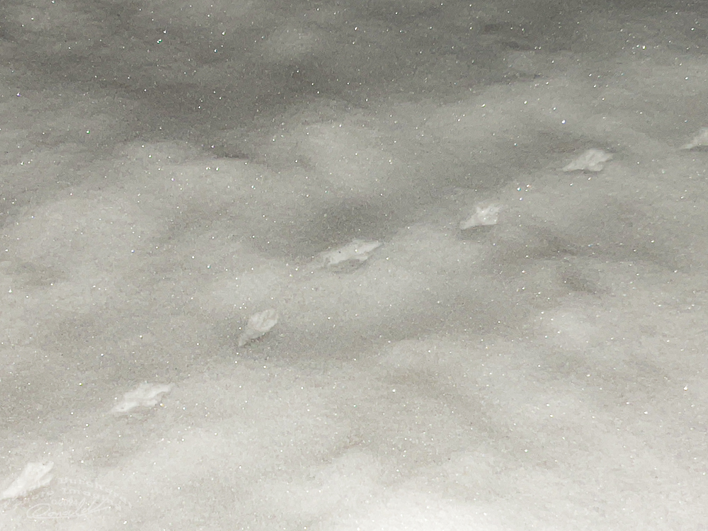 Animal tracks 1